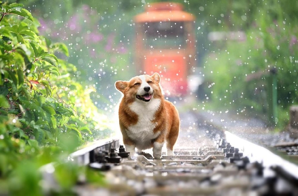 靠一根狗绳成功冲刺IPO！这位华东大卖今年净利已上亿
